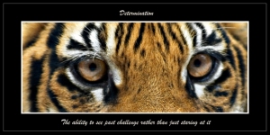Tiger eyes. Determination